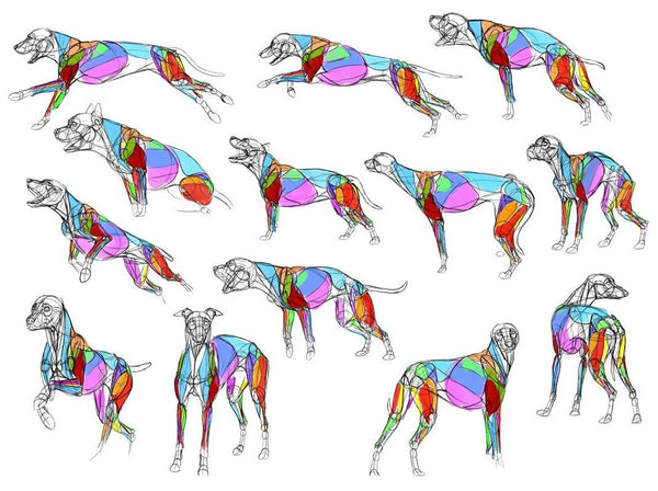 Learn Animal Anatomy to Draw Realistic Animals from Imagination Digital Drawing Monika Zagrobelna 
