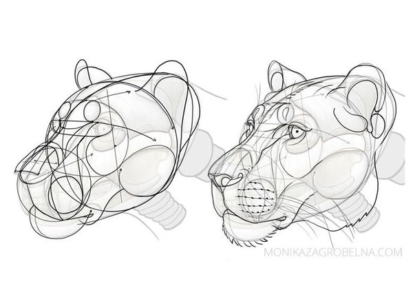 Learn Animal Anatomy to Draw Realistic Animals from Imagination Digital Drawing Monika Zagrobelna 